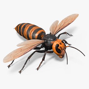 Giant Asian Hornet Basic Pose