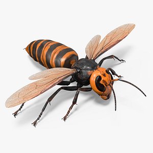 Giant Asian Hornet Basic Pose