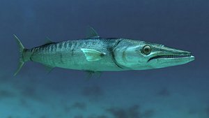 maya animation barracuda