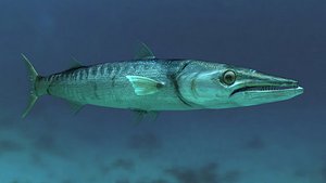 Barracuda