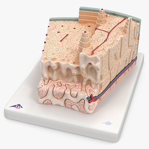Plastic Human Bone Tissues Cross Section 3D model