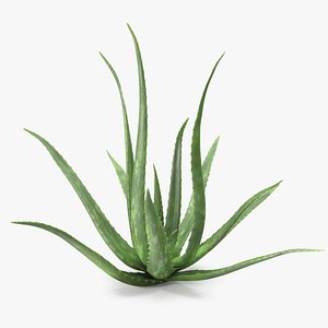 Aloe Bush