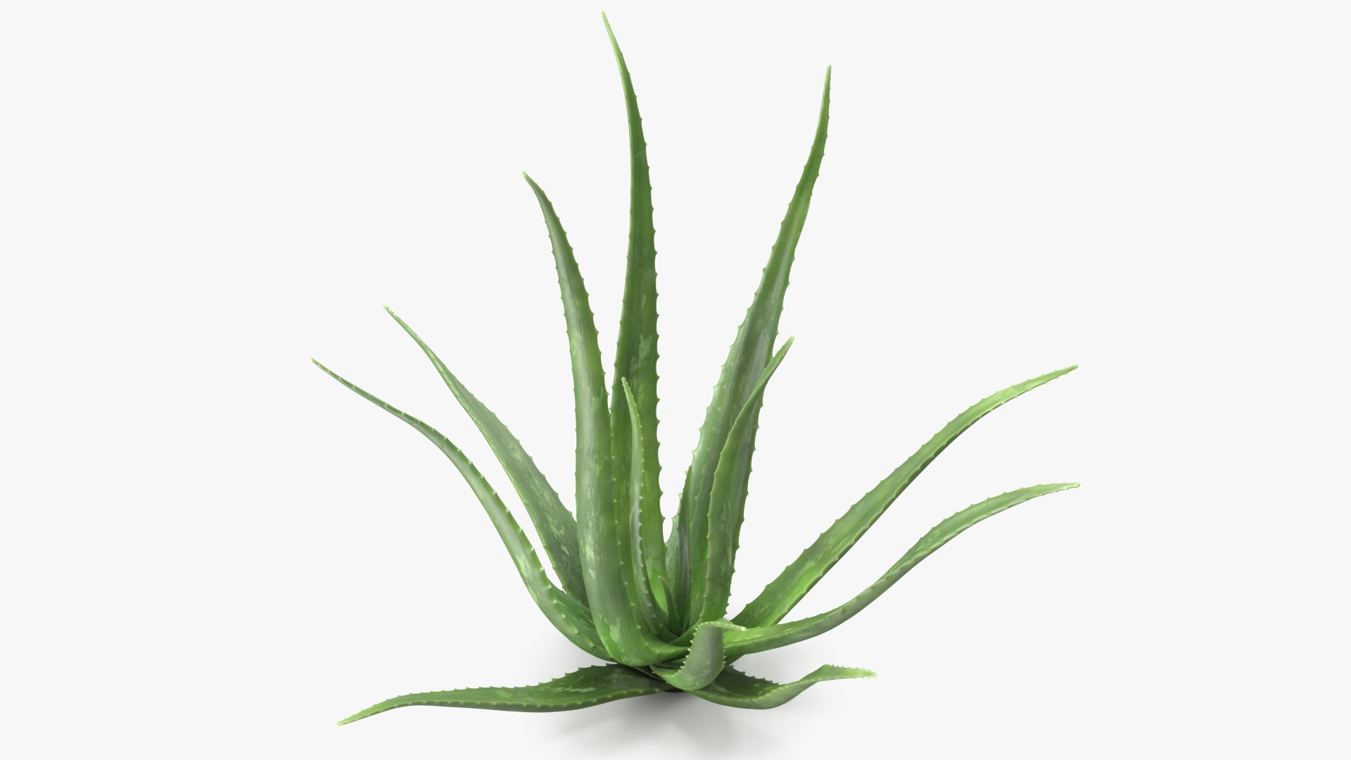 Aloe Bush 3D model preview