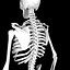 Human Skeleton Mdl