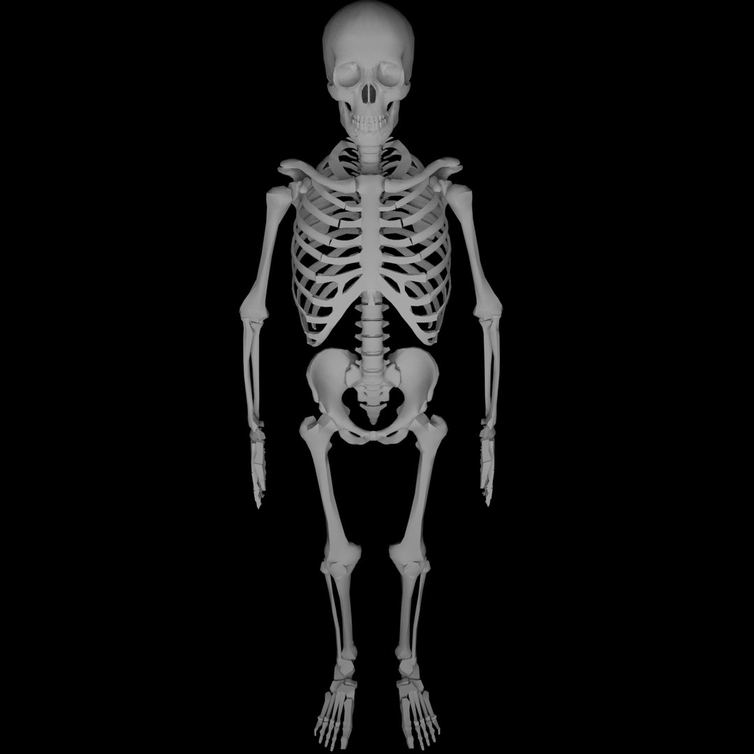 human skeleton obj https://p.turbosquid.com/ts-thumb/7O/EzAzn9/DC0gCz2r/skeleton5/png/1440372906/1920x1080/fit_q87/209f3dabc3be628695e15aa710a704123f7ff695/skeleton5.jpg