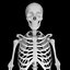 Human Skeleton Mdl