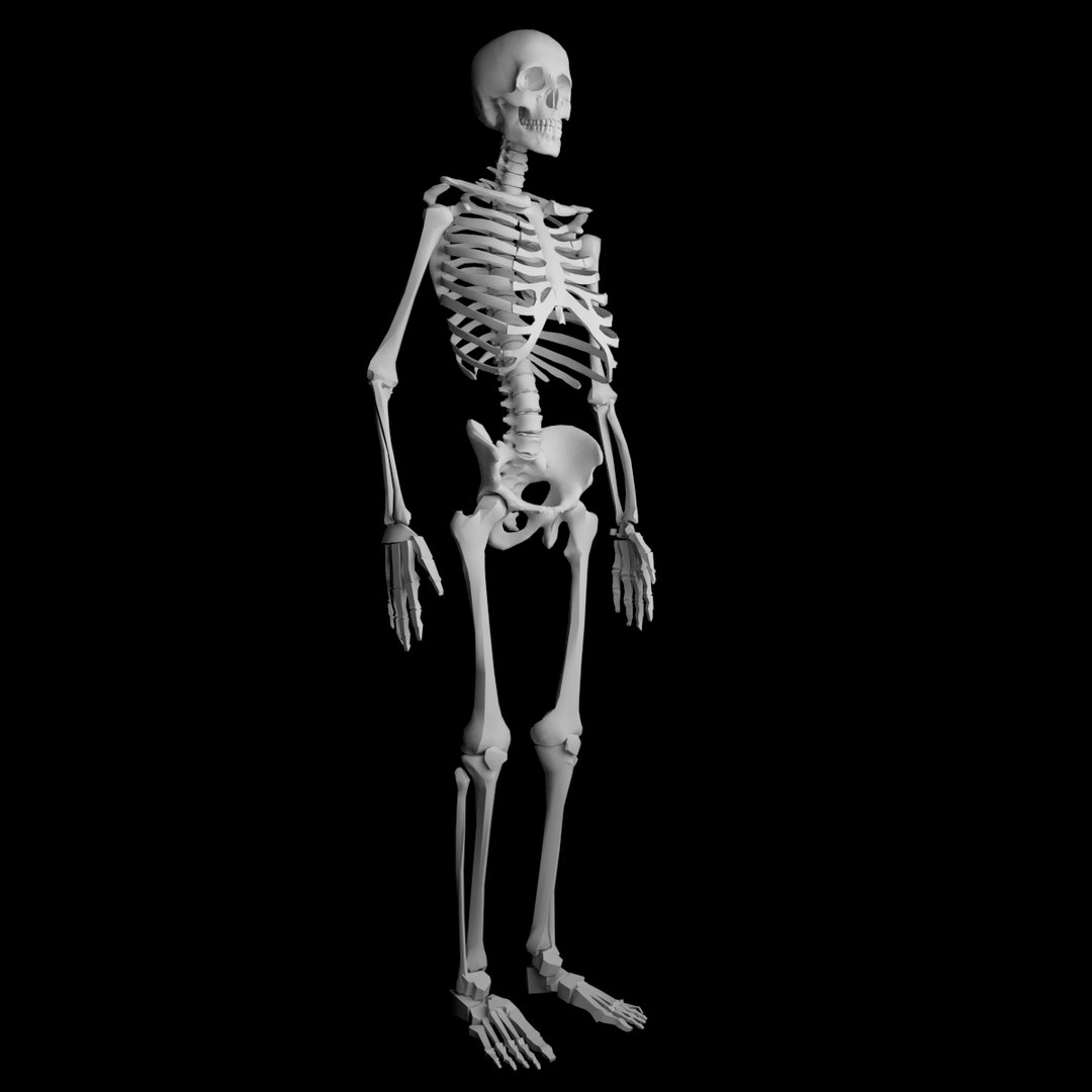 human skeleton obj https://p.turbosquid.com/ts-thumb/7O/EzAzn9/eFXG1RLA/skeleton1/png/1440372906/1920x1080/fit_q87/253e9665e7647af62f7fede226d7423275a290a3/skeleton1.jpg