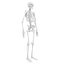 Human Skeleton Mdl