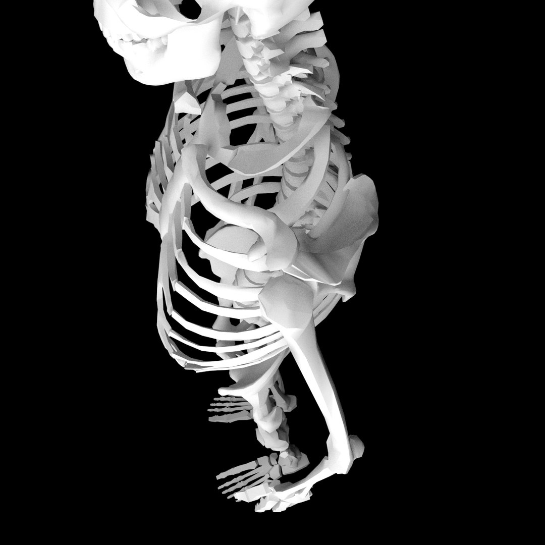 human skeleton obj https://p.turbosquid.com/ts-thumb/7O/EzAzn9/mwm7tYj1/skeleton4/png/1440372906/1920x1080/fit_q87/20e75eba6278d73e3032ad611d7d9819c09935f8/skeleton4.jpg