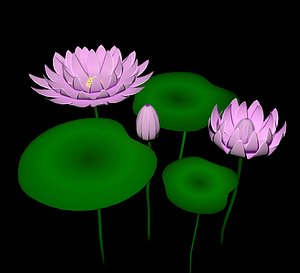 3D model Water lilies