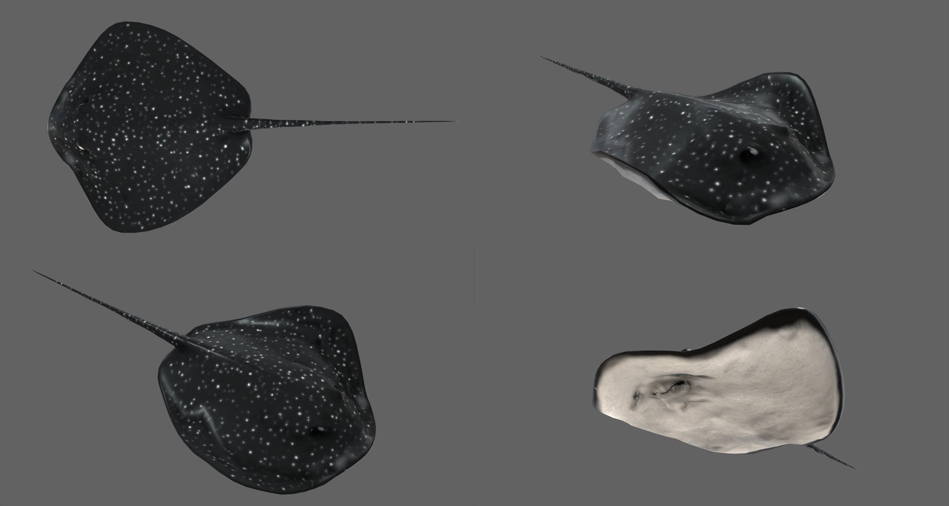 fish - ready pack 3 3D https://p.turbosquid.com/ts-thumb/7O/KLoEIk/5CU5loWL/5/jpg/1530180208/1920x1080/fit_q87/1ebd4e370a7a6ba158069c946cbcf00cf7315623/5.jpg