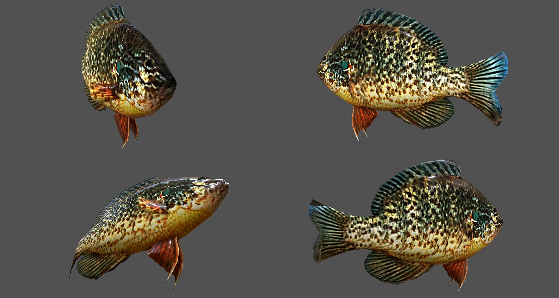 fish - ready pack 3 3D https://p.turbosquid.com/ts-thumb/7O/KLoEIk/QhxrKPAC/17/jpg/1530180208/1920x1080/fit_q87/d942922b1a0de786965b4621ebb73c6a635e4a41/17.jpg
