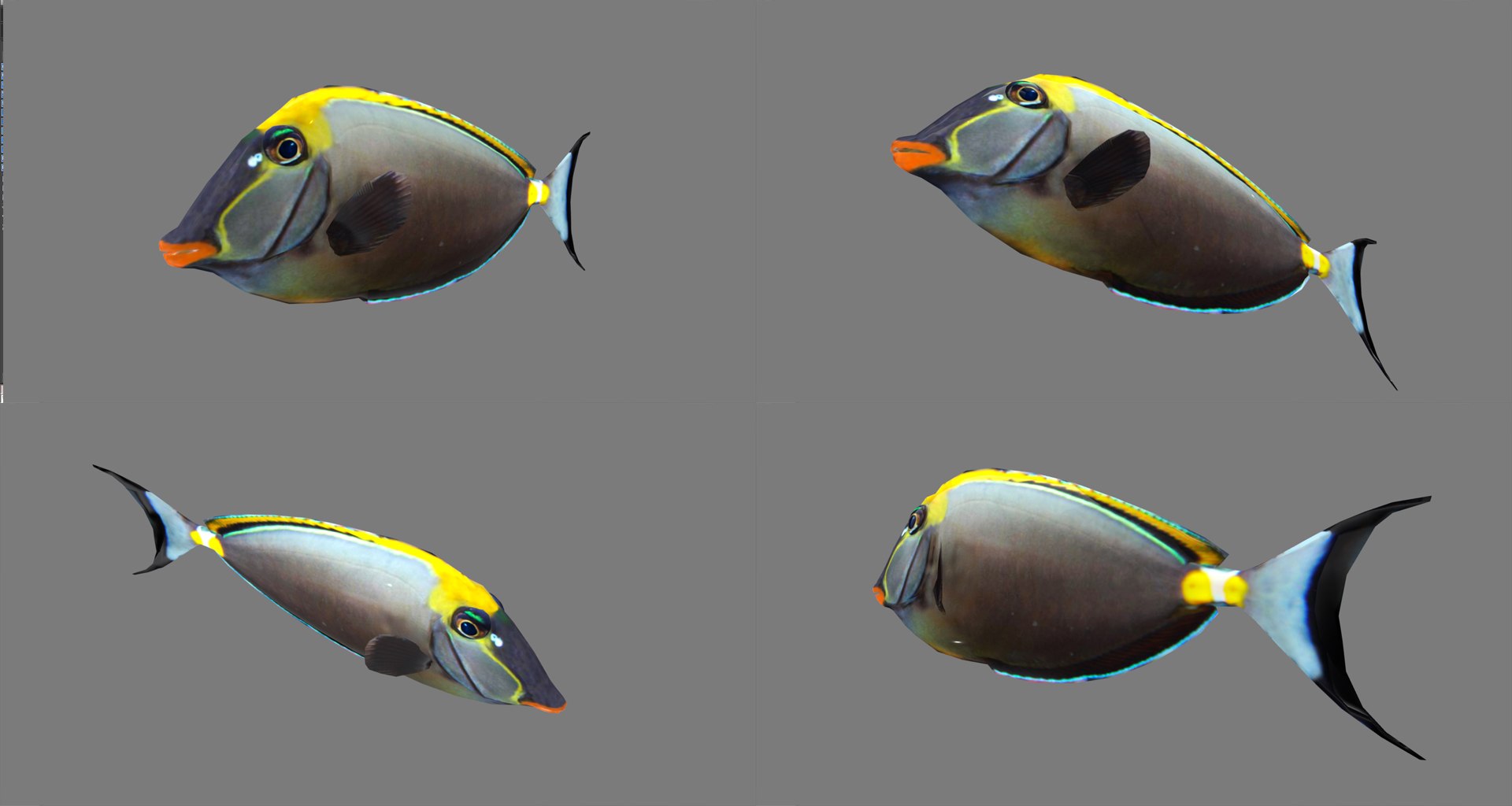 fish - ready pack 3 3D https://p.turbosquid.com/ts-thumb/7O/KLoEIk/S5Zwbsvi/37/jpg/1530180209/1920x1080/fit_q87/f2b042364c9159d9d093b9862b2e27c6ec4121c6/37.jpg