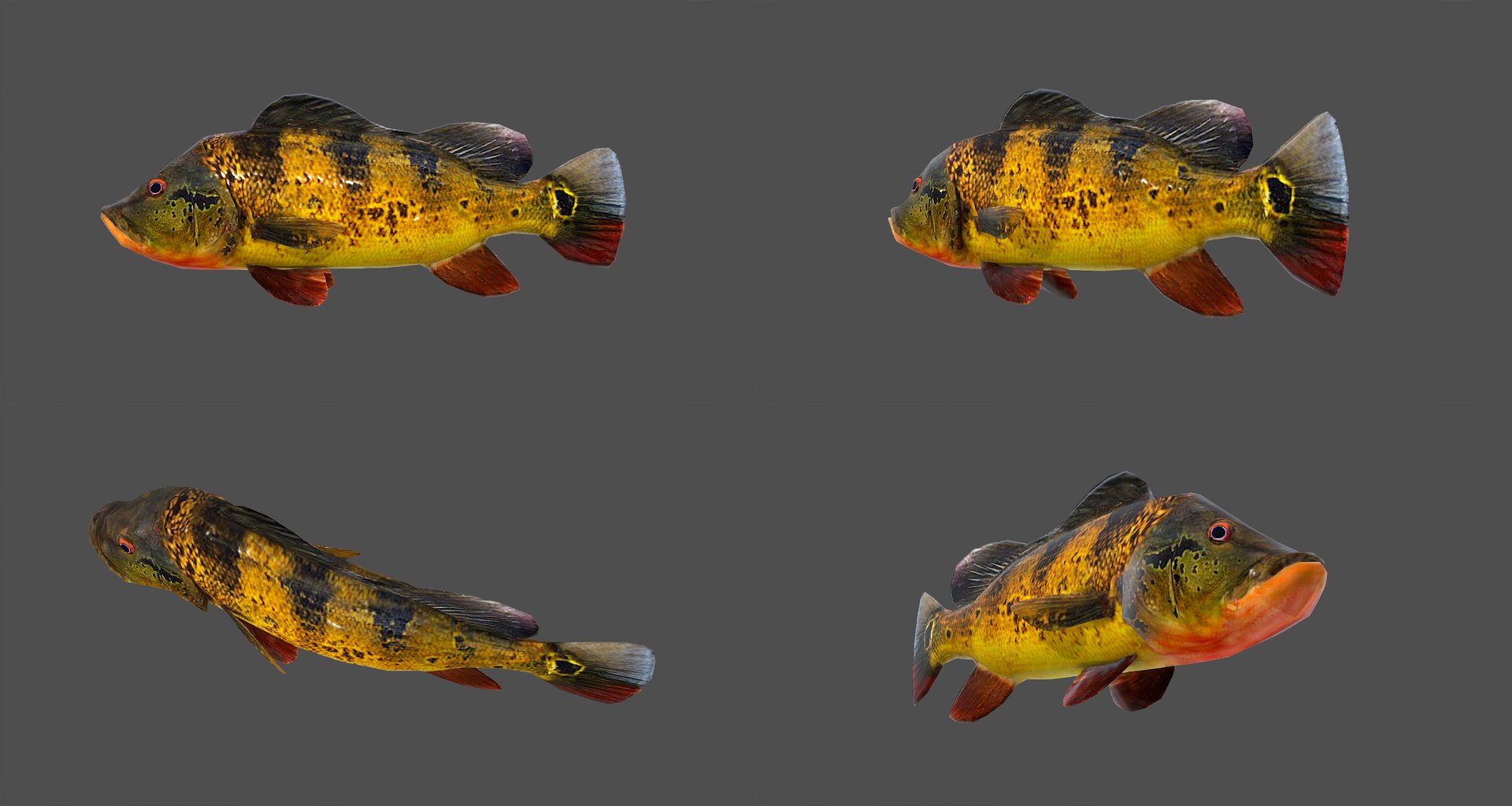 fish - ready pack 3 3D https://p.turbosquid.com/ts-thumb/7O/KLoEIk/eT8doXOn/31/jpg/1530180209/1920x1080/fit_q87/7963131d16007597b62783bdc843d975fd59f1d9/31.jpg