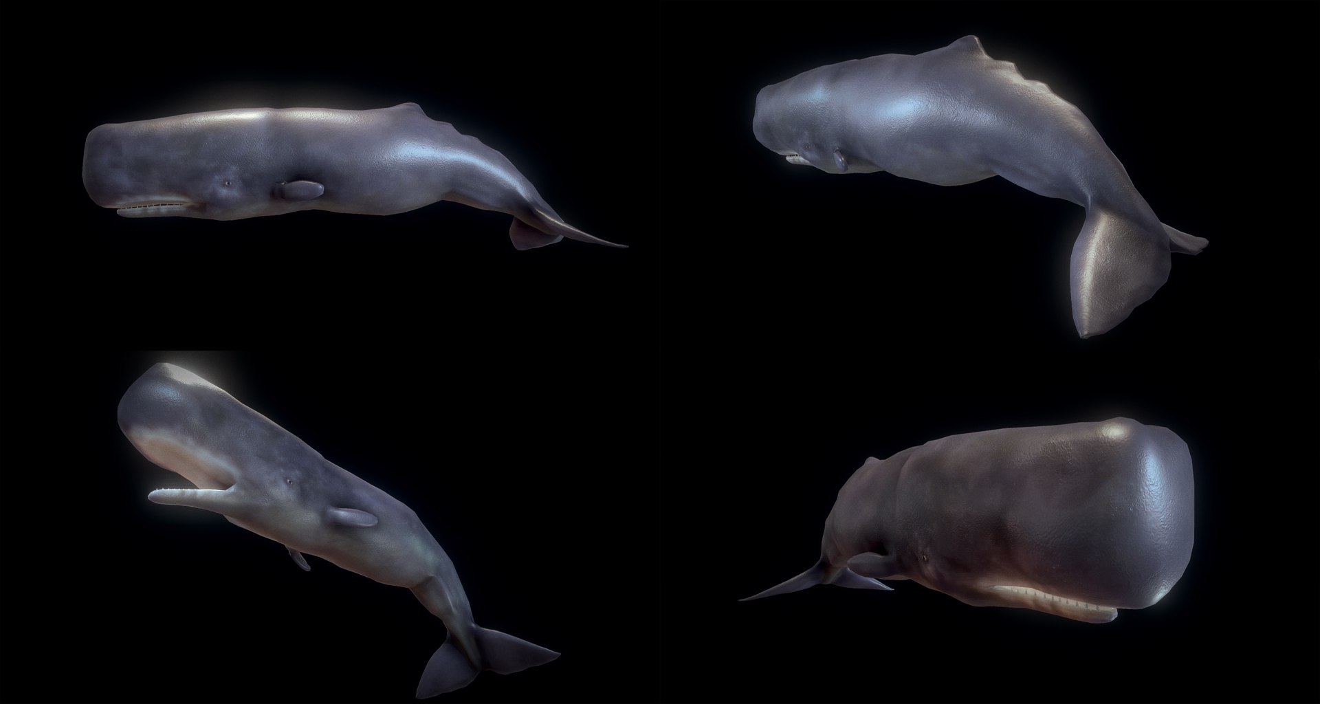 fish - ready pack 3 3D https://p.turbosquid.com/ts-thumb/7O/KLoEIk/snNHr9wS/9/jpg/1530180208/1920x1080/fit_q87/d6c5491d979db0fea5730552e06646fc6e34979c/9.jpg