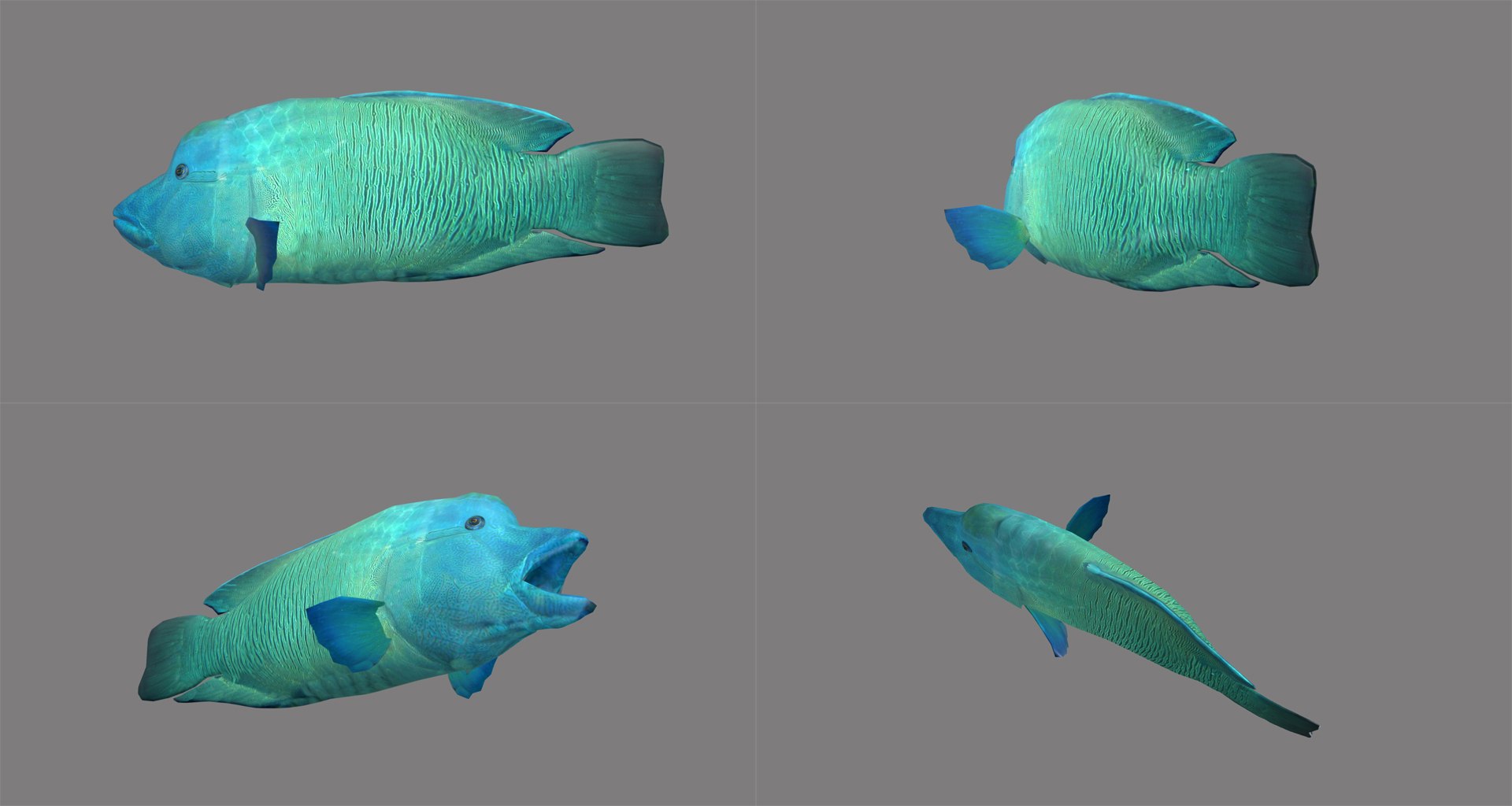 fish - ready pack 3 3D https://p.turbosquid.com/ts-thumb/7O/KLoEIk/x4ewIstk/41/jpg/1530180209/1920x1080/fit_q87/398f221b5d9e9792bb7e91e2ae6ef2989277ac57/41.jpg