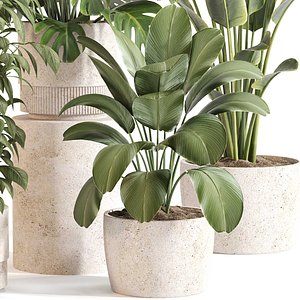 Indoor Plant Set 0117 3D model