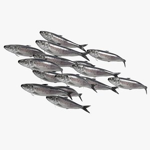 3D Sardine Fish School Rigged For Blender model
