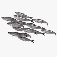 Sardine Fish School Rigged For Blender