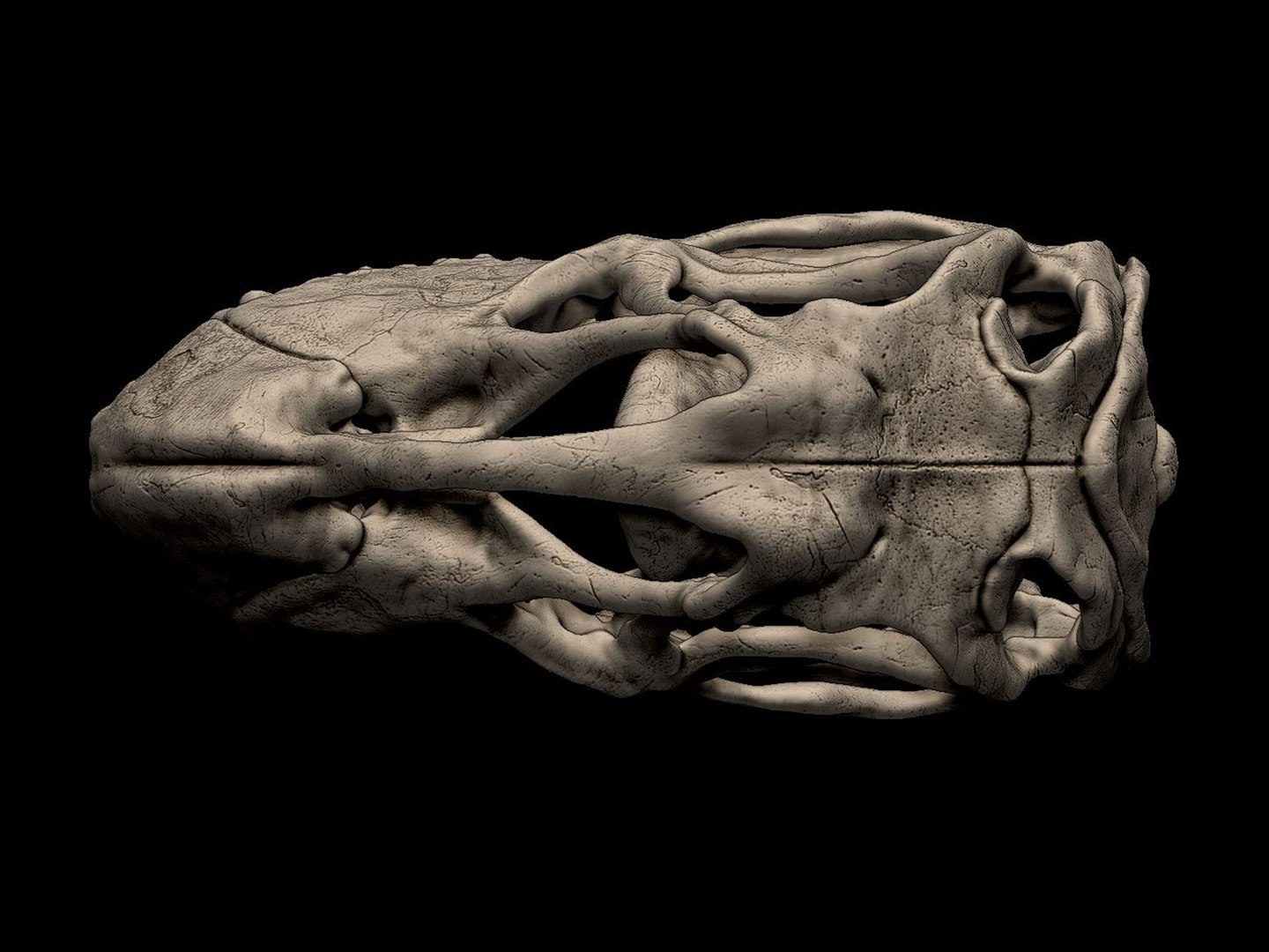 3D Camarasaurus Skull 3D Print Model - TurboSquid 2396862