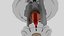 Fire Sprinkler