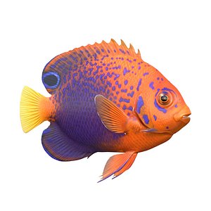 Interruptus Angelfish 3D model