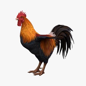 3D rooster bird cock