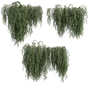 plant vol 981 - ivy - creeper - leaf 3D model