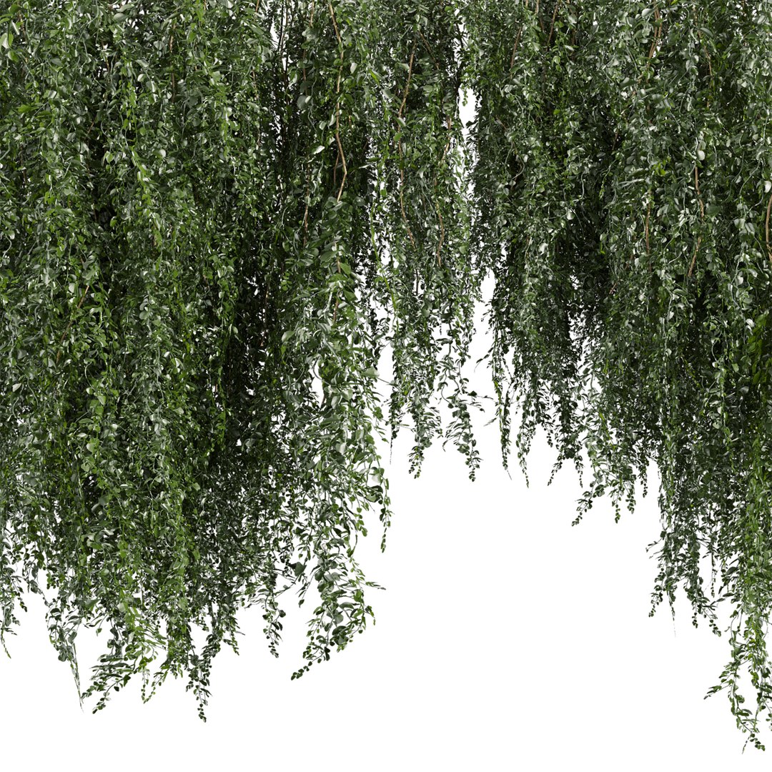 plant vol 981 - ivy - creeper - leaf 3D model https://p.turbosquid.com/ts-thumb/7O/jswQ06/8S/3/jpg/1786819291/1920x1080/fit_q87/a3b05e3f8baf76ddb10f8a9e1a911970caa09f0c/3.jpg