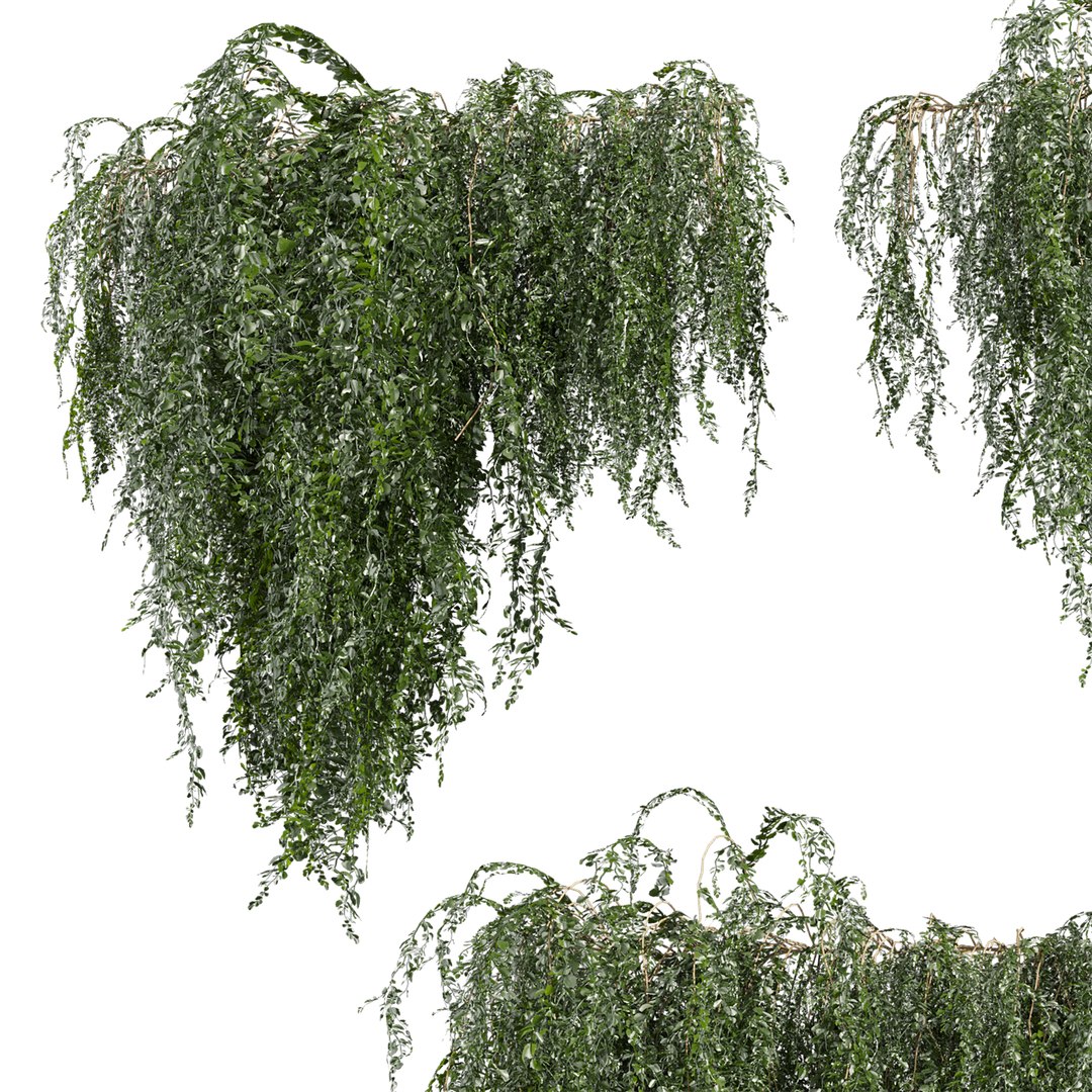 plant vol 981 - ivy - creeper - leaf 3D model https://p.turbosquid.com/ts-thumb/7O/jswQ06/IH/2/jpg/1786819290/1920x1080/fit_q87/12e6e336f6f62a58504330118fb2752ad693f0ed/2.jpg