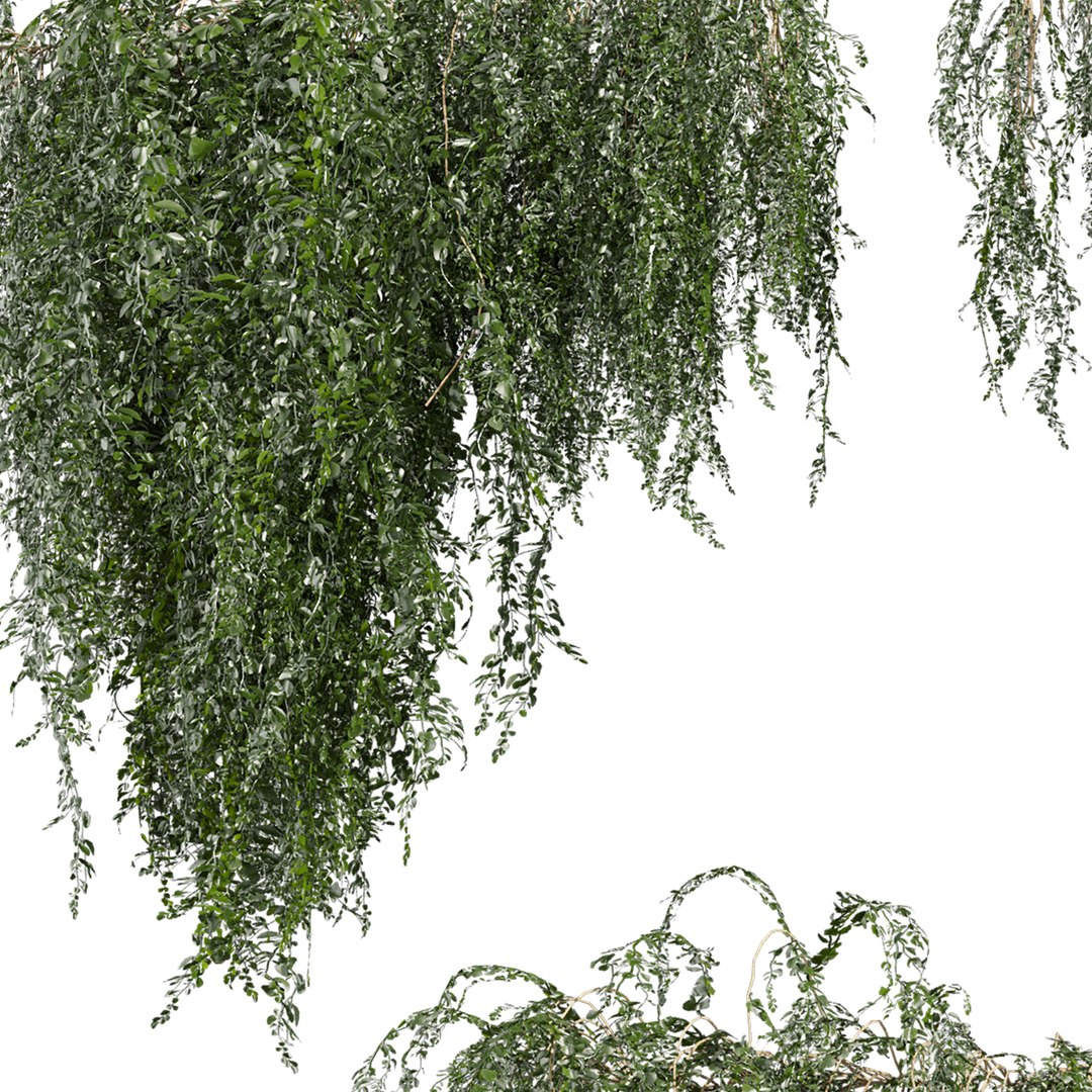 plant vol 981 - ivy - creeper - leaf 3D model https://p.turbosquid.com/ts-thumb/7O/jswQ06/LQ/4/jpg/1786819291/1920x1080/fit_q87/67fe2cb18785ee4a33bb77543e0054df5f8e9e65/4.jpg