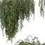 roślina tom 981 - bluszcz - pnącze - liść