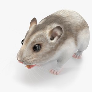 Campbell Dwarf Hamster Brownish Gray