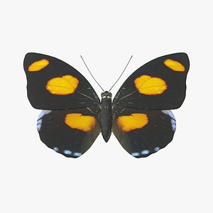 Blue Frosted Banner Butterfly