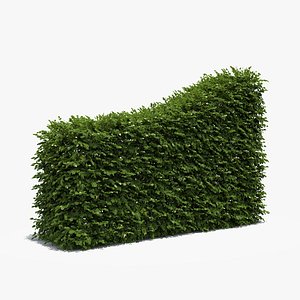 Boxwood Transition Hedge