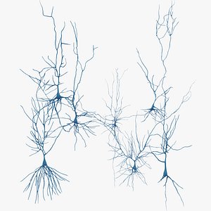 Pyramidal Neurons model