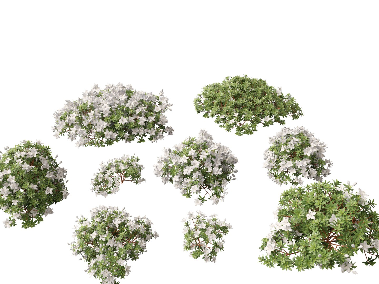 Poa Annua - Annual Meadow Grass 3D Model - TurboSquid 2126634