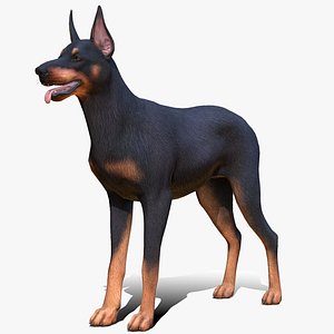 Dog - Doberman model