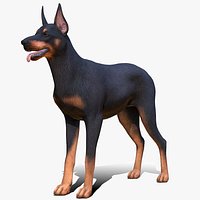 Dog - Doberman