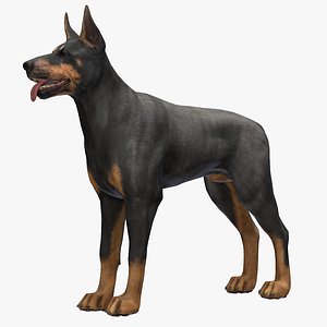 Dog - Doberman model