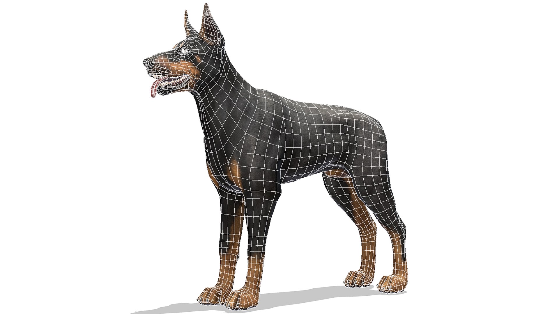 Dog - Doberman model - TurboSquid 1933631