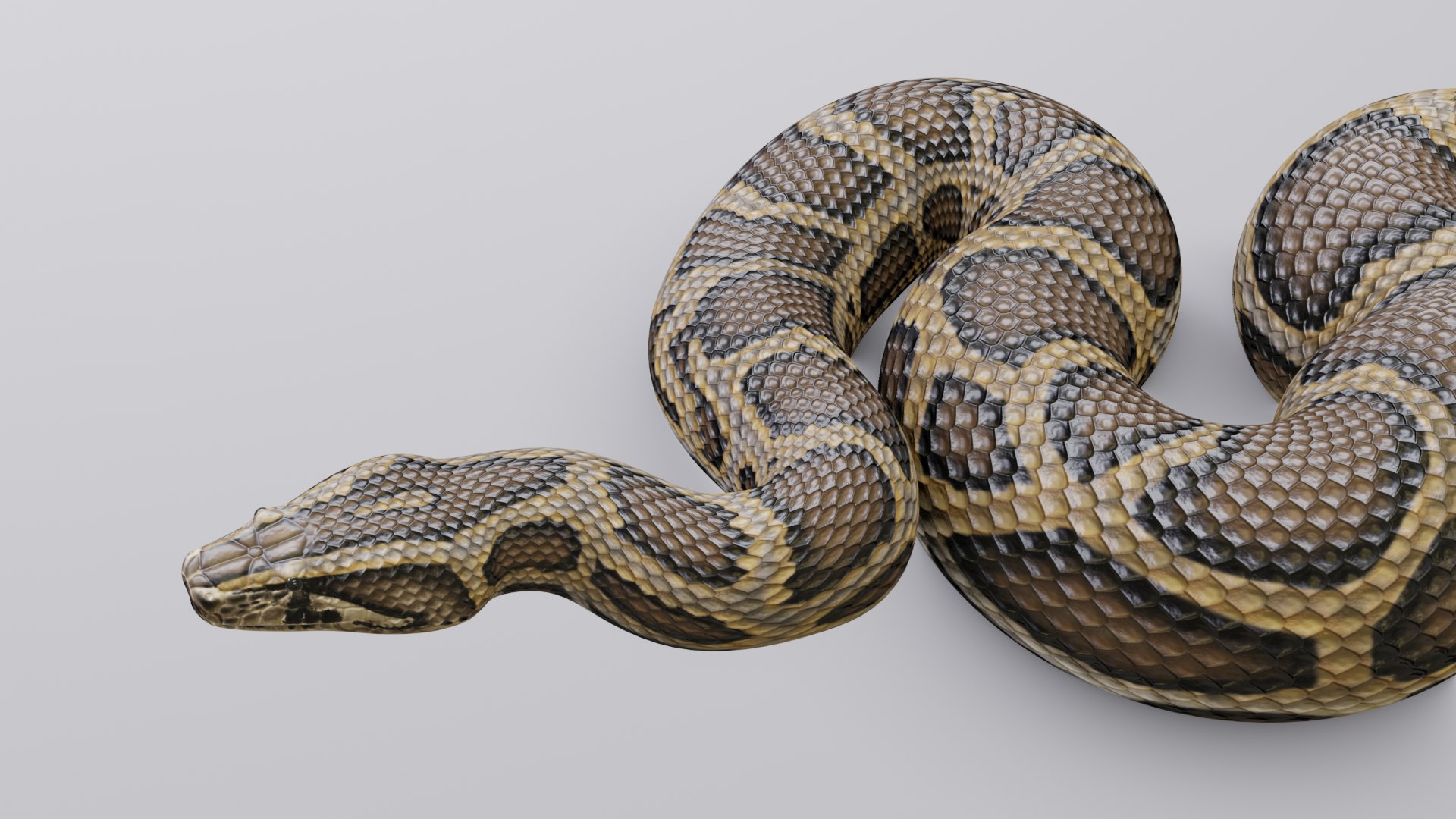 Burmese Python - Rigged 3D model - TurboSquid 1774445