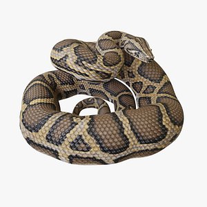 Burmese Python - Rigged