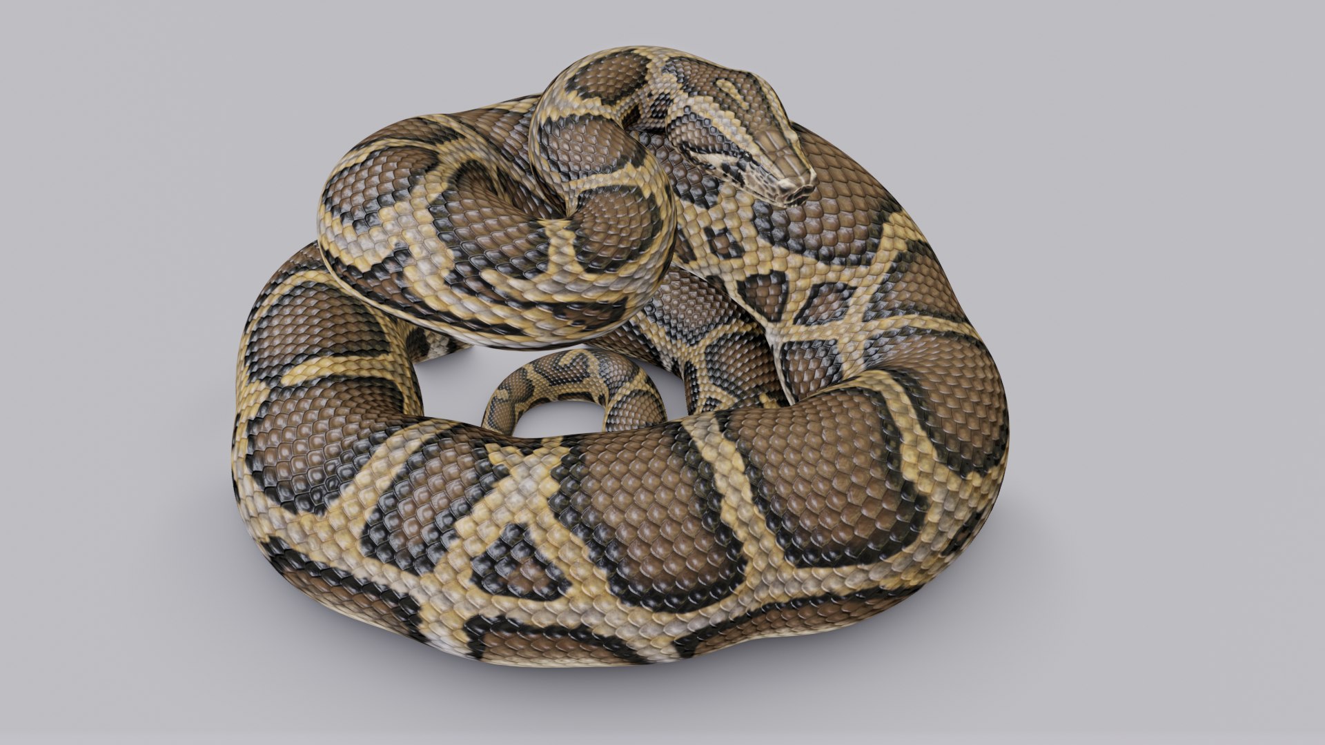 Burmese Python - Rigged 3D model - TurboSquid 1774445