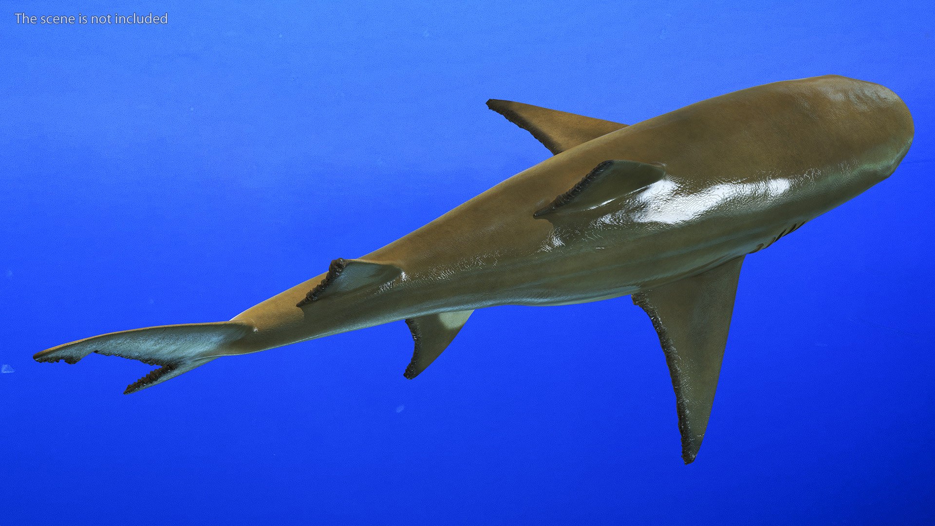 Sharptooth Lemon Shark Rigged for Cinema 4D model https://p.turbosquid.com/ts-thumb/7P/cYLI0y/mk/sharptoothlemonsharkriggedforcinema4d3dmodel007/jpg/1725961112/1920x1080/fit_q87/6d2778caec685a21e7c7e3aeabd0bbe4b47cd267/sharptoothlemonsharkriggedforcinema4d3dmodel007.jpg