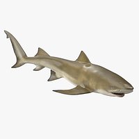 Sharptooth Lemon Shark Rigged for Cinema 4D