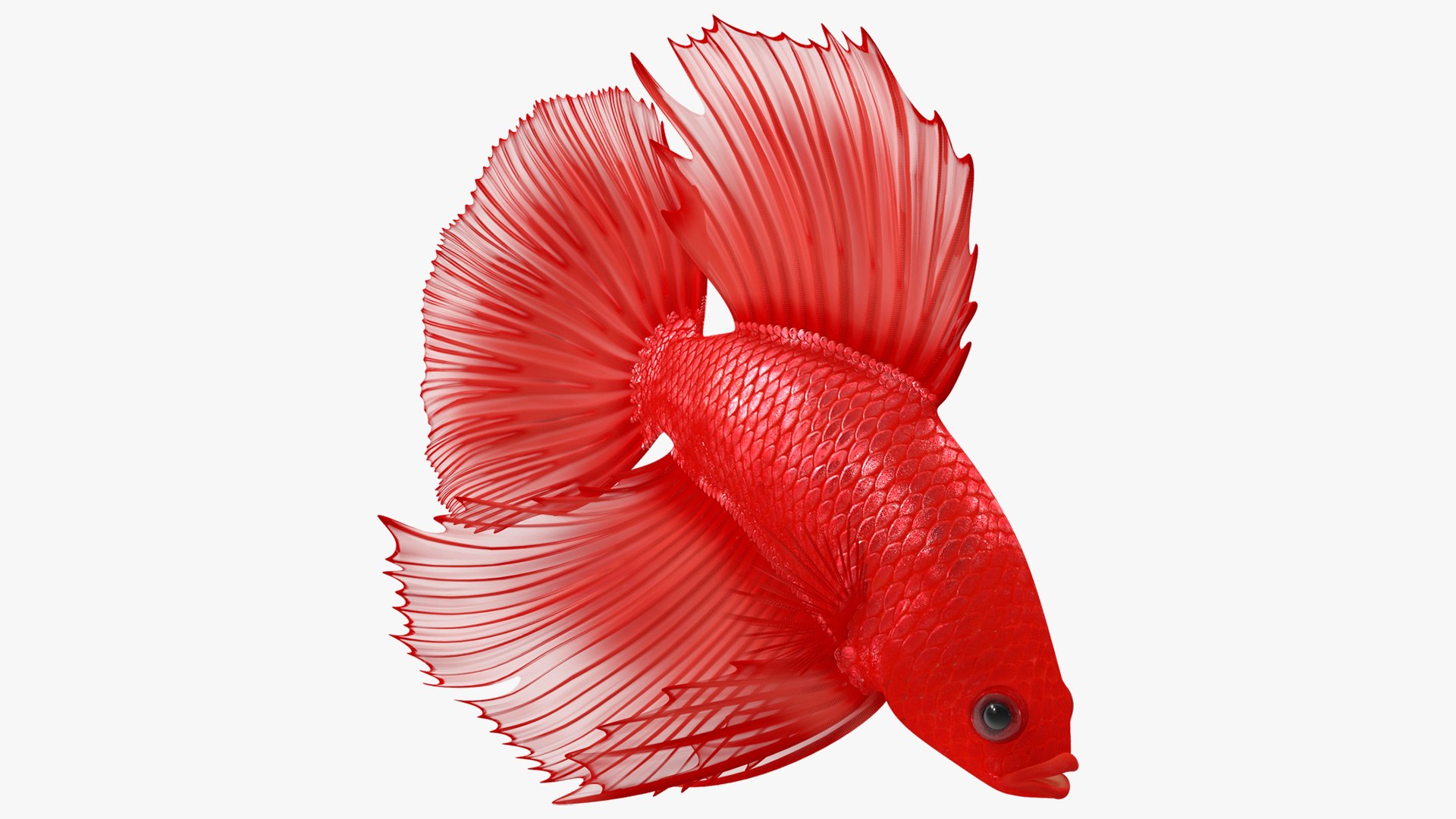 Crowntail Betta Fish Diving Red Animated Rigged for Cinema 4D 3D model preview
