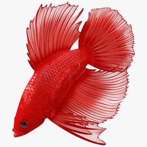 3D Crowntail Betta Fish Diving Red Animated Rigged for Cinema 4D
