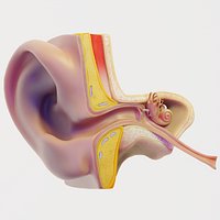 Ear Structure Anatomy Section