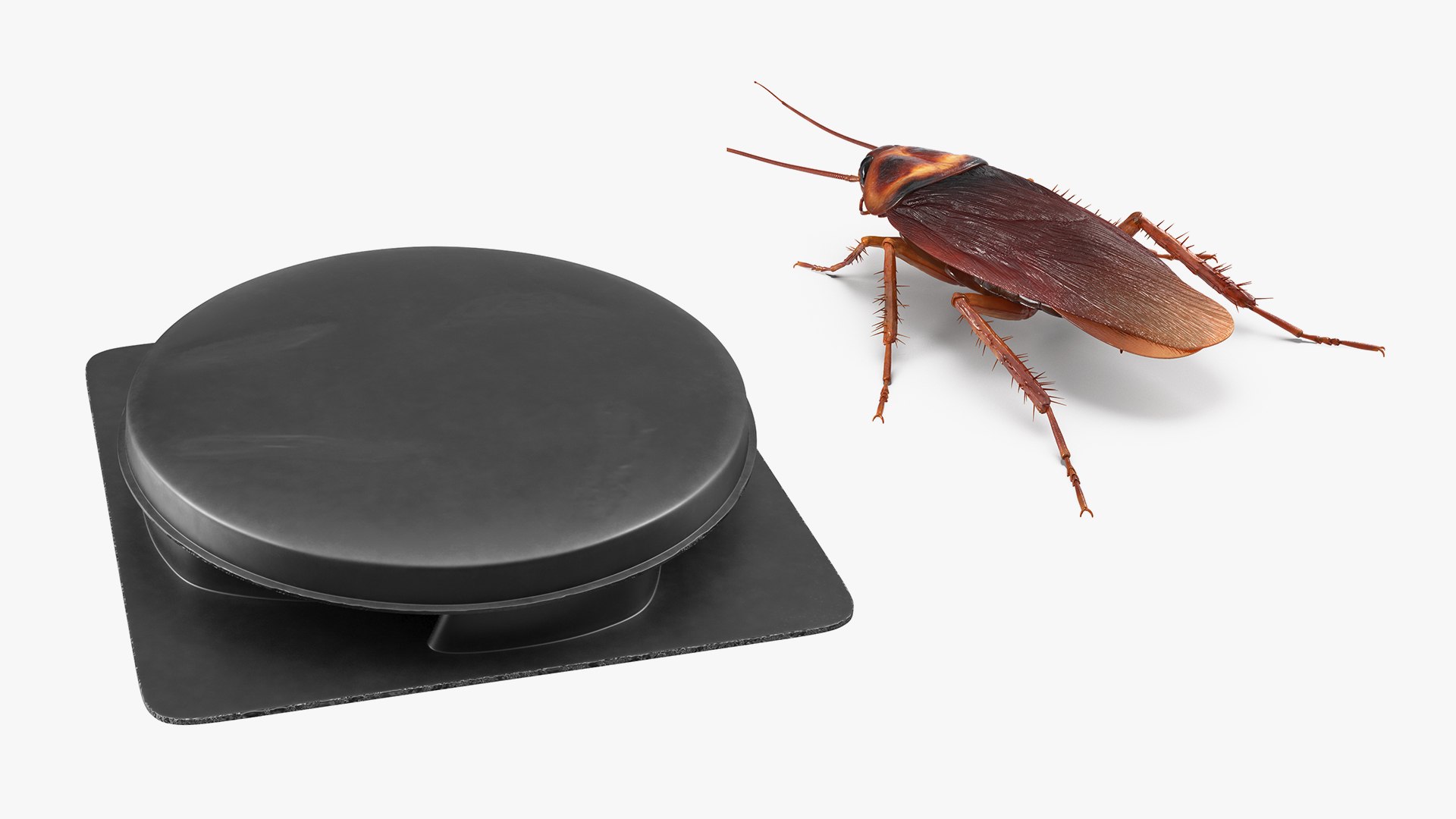 3D Cockroach with Bait Collection model https://p.turbosquid.com/ts-thumb/7P/nwAGvr/63/cockroachwithbaitcollectionc4dmodel001/jpg/1649420864/1920x1080/fit_q87/41ae2010e5a39da04c2ad735cc2f46770b41fc81/cockroachwithbaitcollectionc4dmodel001.jpg